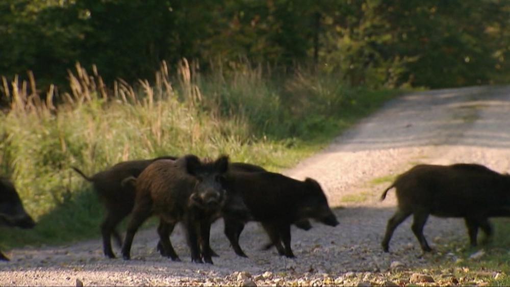 Wohnraumkrise eskaliert: Wildschweine ziehen nach Saarbrücken